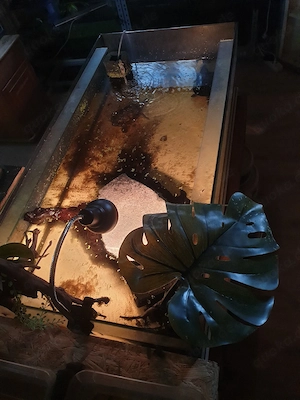 komplettes aquarium mit bewohner