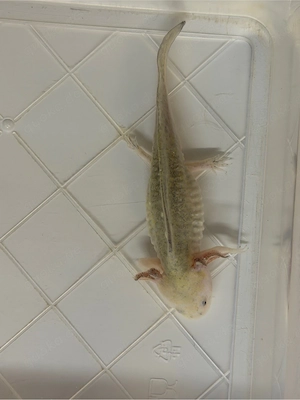 Axolotl Goldblack Bild 4