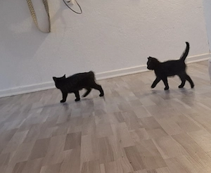 zwei kleine Kätzchen, sie und er