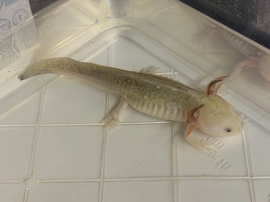 Axolotl Goldblack Bild 2