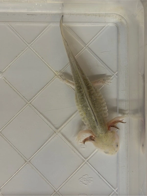 Axolotl Goldblack Bild 3