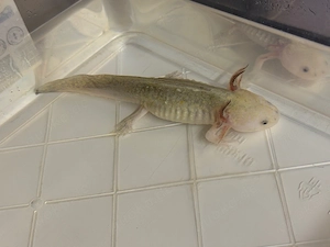 Axolotl Goldblack