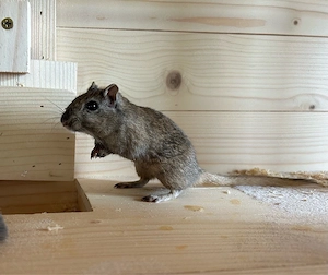 Rennmaus Dame sucht neues Zuhause