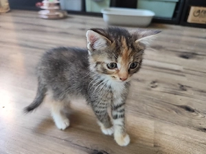 4 weibliche kitten 