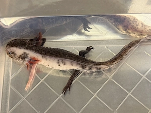 Axolotl Chimäre