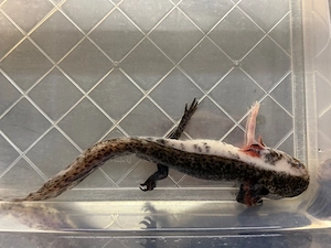 Axolotl Chimäre