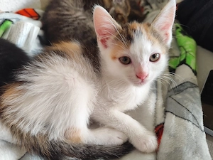 2 weibliche kitten 