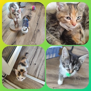4 kitten zu vermitteln 