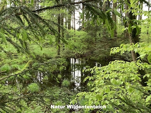 Familiendomizil - Bio-Hofanwesen - Pferdehof - Naturparadies - Oberbayern - München Bild 9