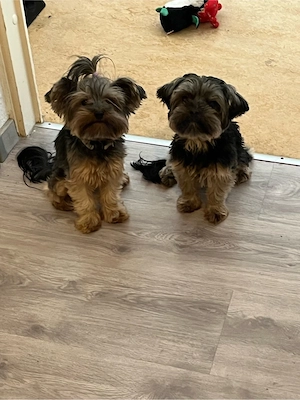 Yorkshire Terrier 