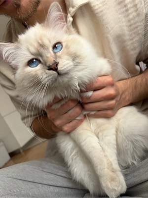 Deckkater Heilige Birma