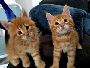 Main Coon Mix Kitten 