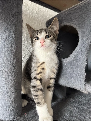  **Kleine Katzenbabys abzugeben   **