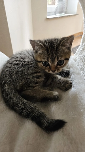 BKH Kitten ab dem 18.09.2026 