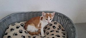 Katzenbaby " Werner "