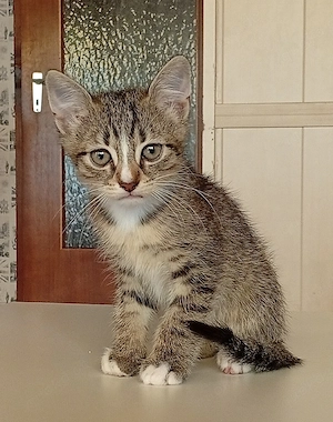 Katzenbabys abzugeben 