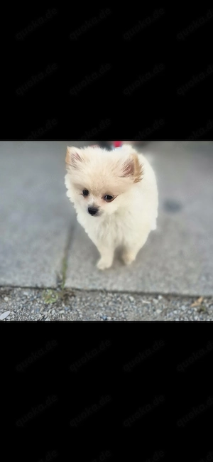 Pomeranian 