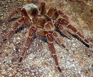 suche theraposa blondi oder stirmi 