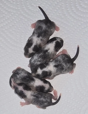 mega süsse rennmausbabys suchen ein neues zuhause