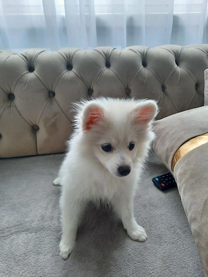Pomeranian Spitz   liebevolle Hündin sucht ein neues Zuhause      Bild 2