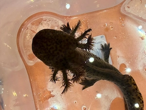 Axolotl Ambystoma mexicanum Bild 2