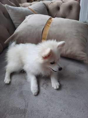 Pomeranian Spitz   liebevolle Hündin sucht ein neues Zuhause      Bild 3