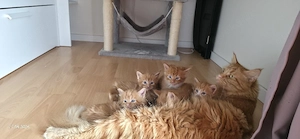 Maine coon Kätzchen suchen ein neues Zuhause