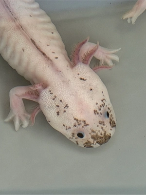 Axolotl Ambystoma mexicanum Bild 3