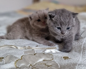 Reinrassige BKH-kitten lilac blau