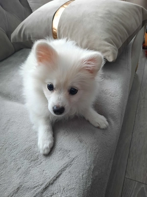 Pomeranian Spitz   liebevolle Hündin sucht ein neues Zuhause      Bild 5