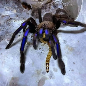 suche Electric blue Vogelspinne (Chilobrachys natanicharum)
