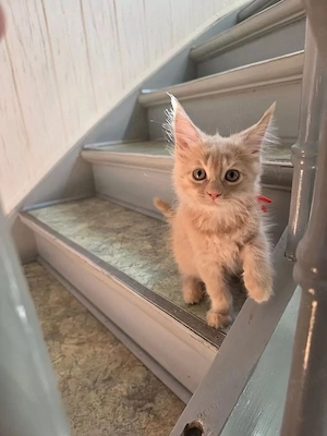 Maine-Coon-Kätzchen (weiblich) sucht noch ein liebevolles Zuhause.
