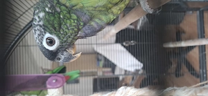 Maximilianpapagei Pärchen 