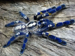 suche Poecilotheria metallica