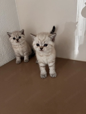 Zu verkaufen Bkh Kitten 
