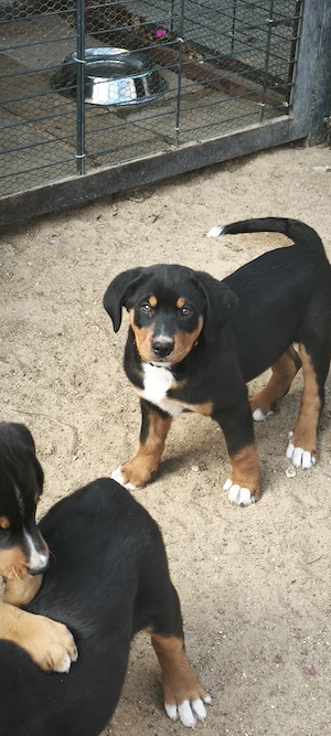 Appenzeller Sennenhundwelpe Bild 3