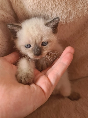 Siam-EKH Kitten