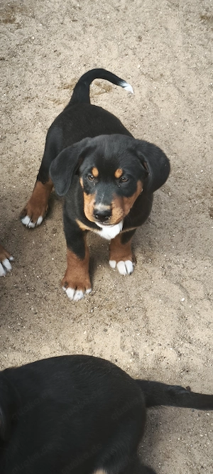 Appenzeller Sennenhundwelpe Bild 4
