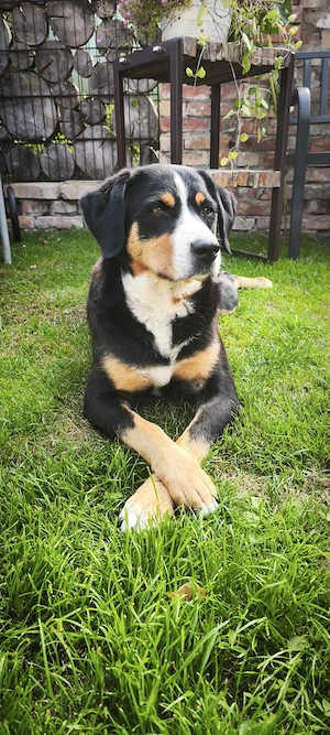 Appenzeller Sennenhundwelpe Bild 2