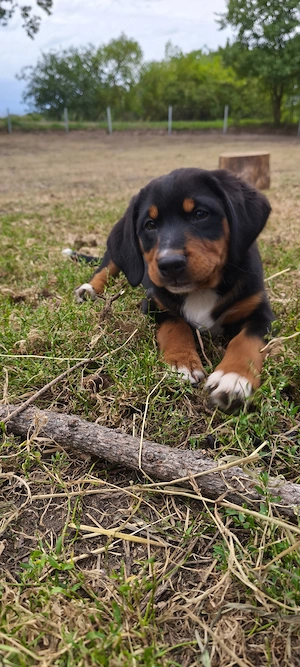 Appenzeller Sennenhundwelpe