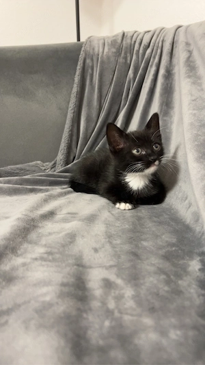 Baby Katze 
