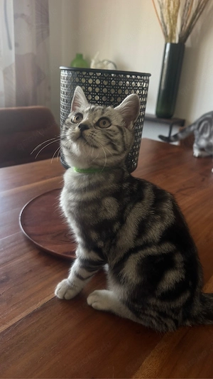 Katzenbaby  Bkh