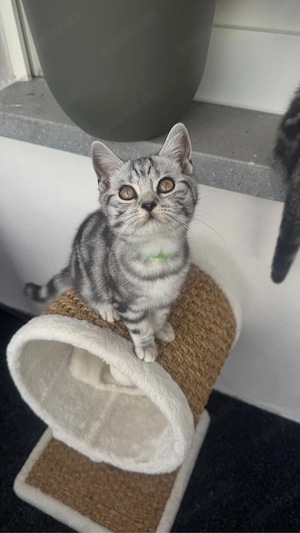 Katzenbaby  Bkh Bild 4