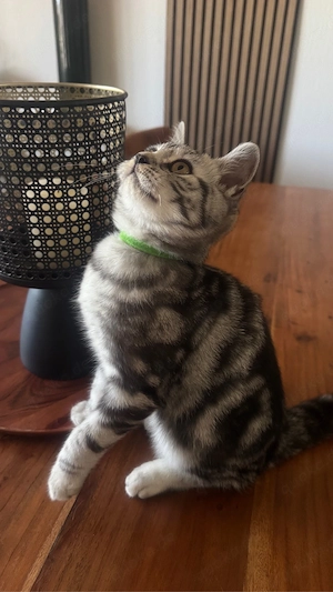 Katzenbaby  Bkh Bild 2