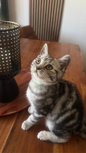 Katzenbaby  Bkh Bild 3