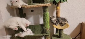  3  Reinrassige Perserkitten in königlichem Schneeweiß (Magdeburg)