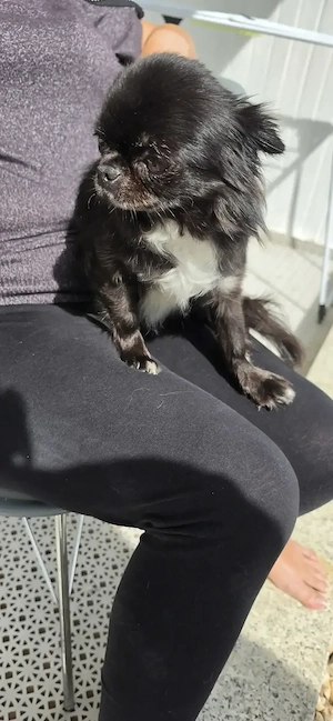 Chihuahua rüde