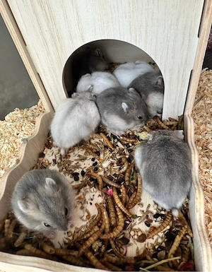 Dsungaren aus liebevoller Hobbyzucht Bild 4