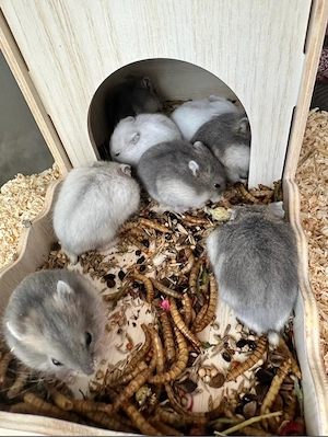 Dsungaren aus liebevoller Hobbyzucht Bild 2