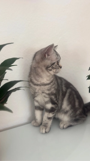 Katzenbaby Bkh